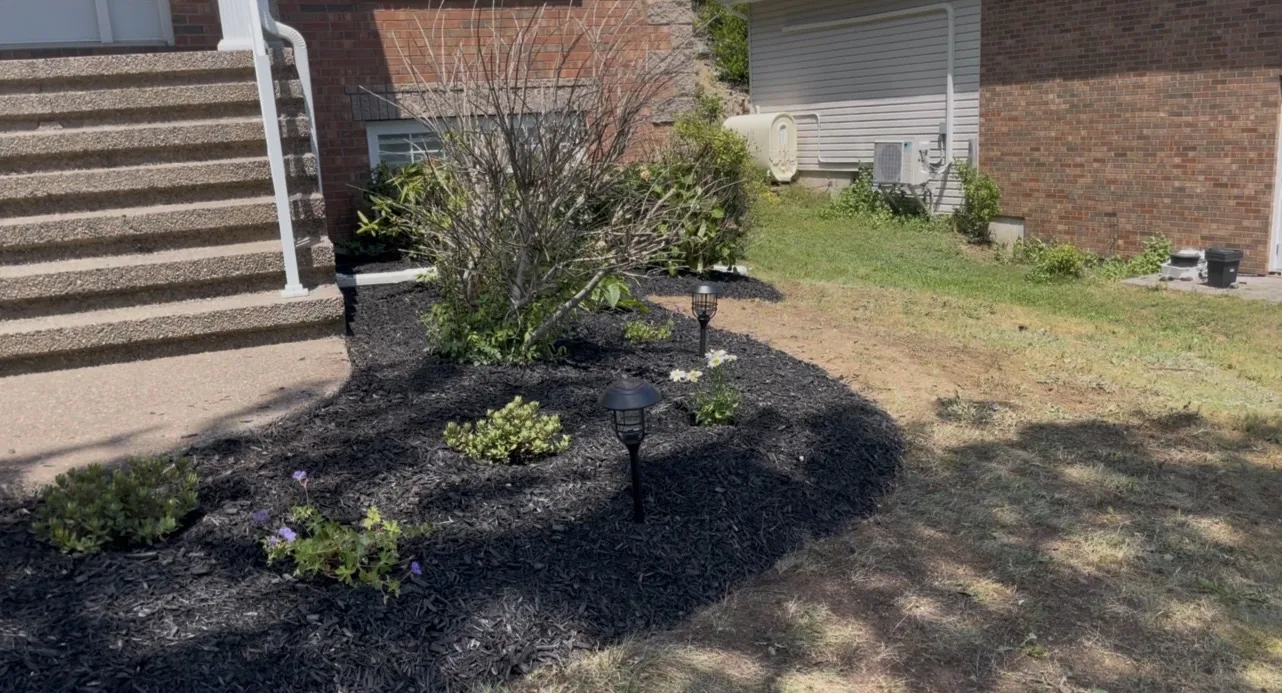 Curved black mulch bed with new plantings