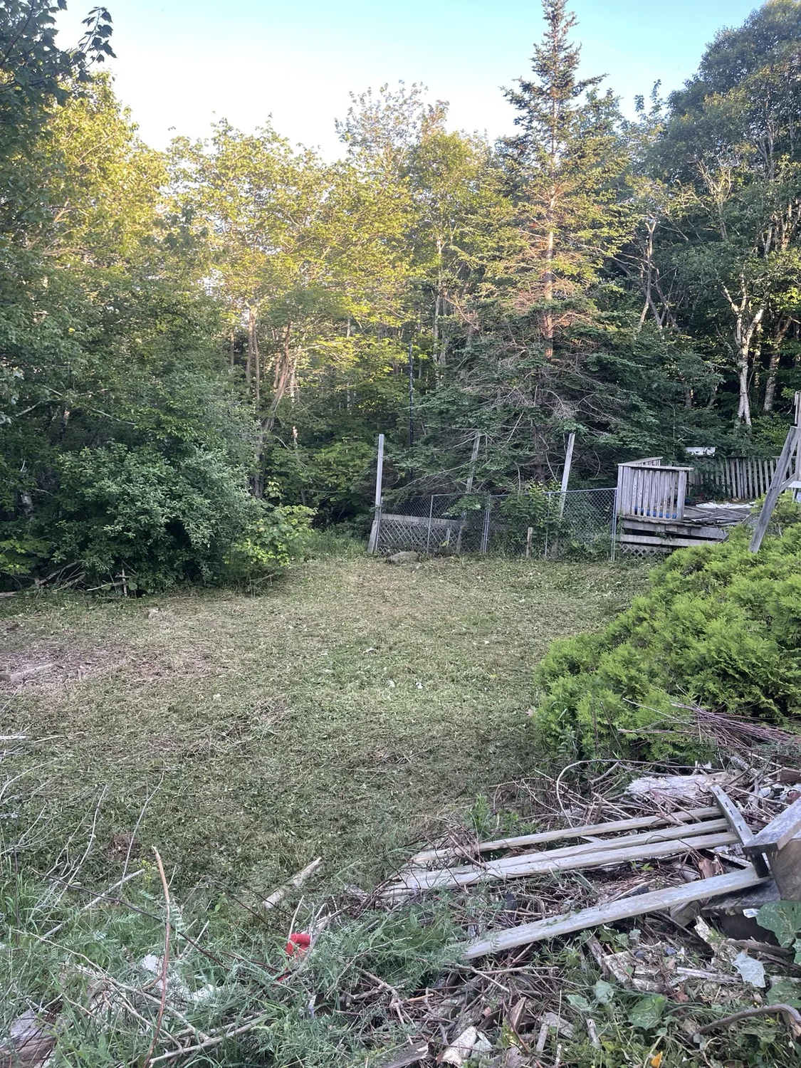 After: cleared backyard after overgrowth removal