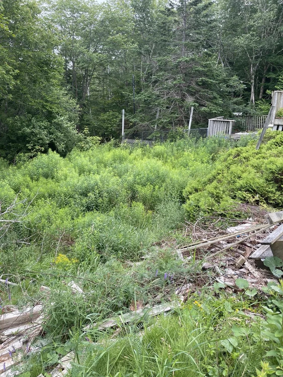 Before: backyard covered in dense overgrowth