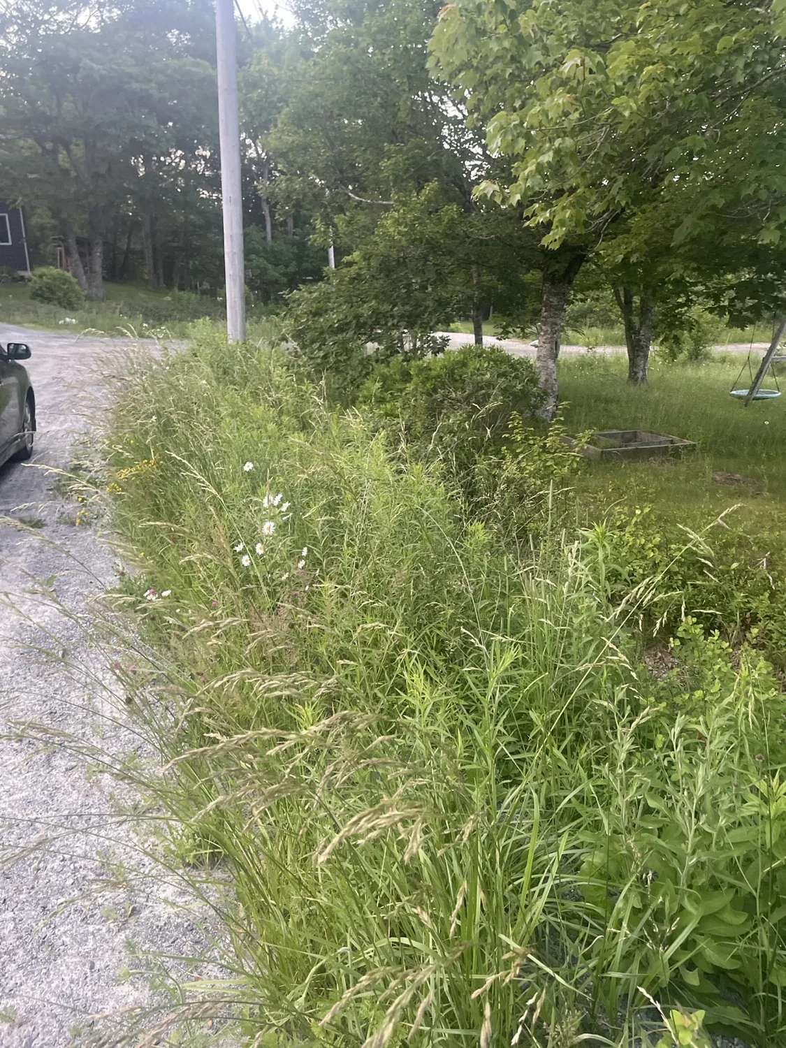 Before: roadside edge with tall grass and overgrowth
